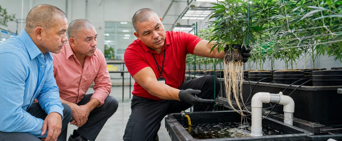 Devin Lockett with partners inspecting cannabis cultivation in the grow facility