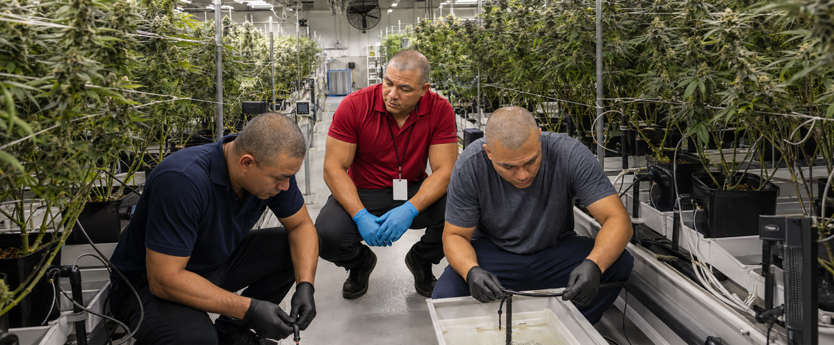 Why work with CBD Excess — Hemp Extract Oil